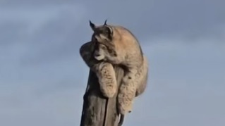 Рысь забралась на столб в поселке Забайкалья