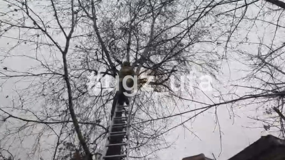 Спасатели в Уфе достали кошку, которая просидела на дереве два дня
