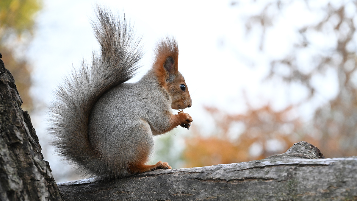 Дом американской семьи сгорел дотла из-за белки