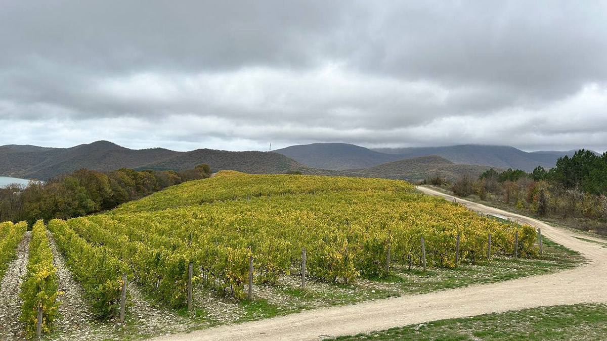 Что посетить в Абрау-Дюрсо: виноградники, завод игристых вин, экскурсии, дегустации