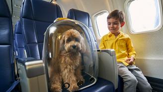 Как путешествовать с домашними животными на самолете и поезде