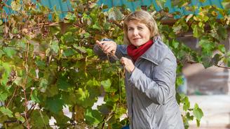 Что нужно сделать в саду до первых заморозков