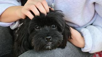 Как делить животных при разводе