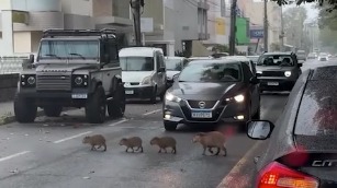 Семейство капибар устроило «самую милую автомобильную пробку» в Бразилии