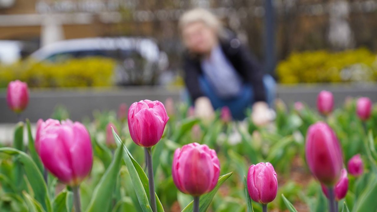 Городские службы завершили высадку тюльпанов на клумбах Москвы 