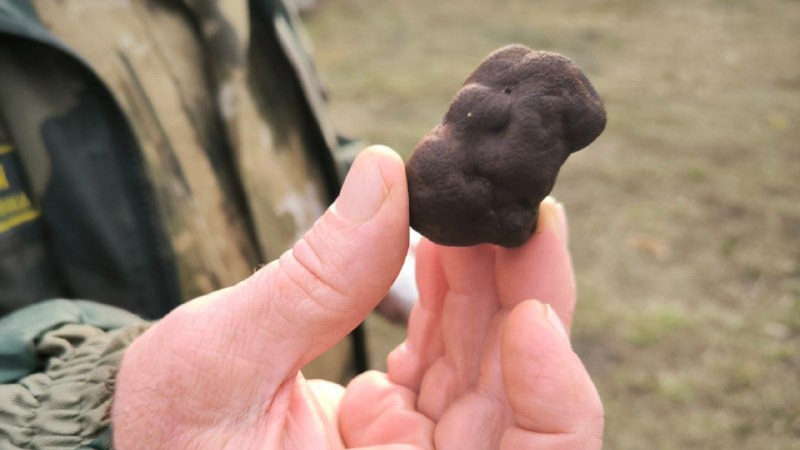 В Саратовской области нашли черные трюфели