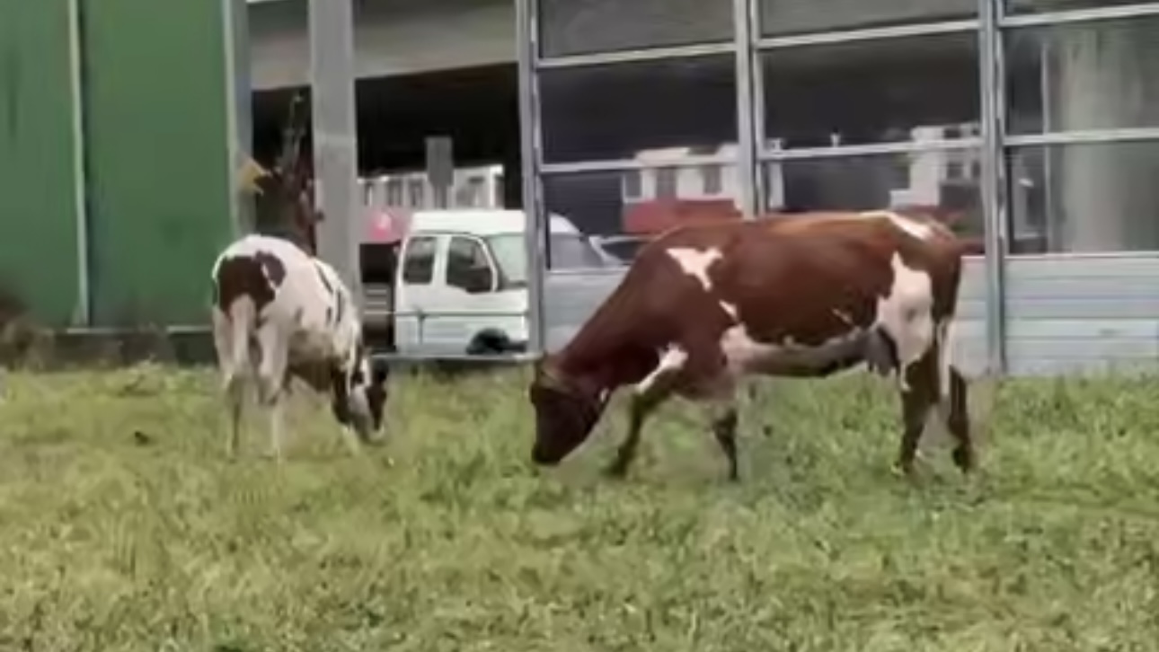 Двух пасущихся коров заметили у станции метро «Рассказовка»