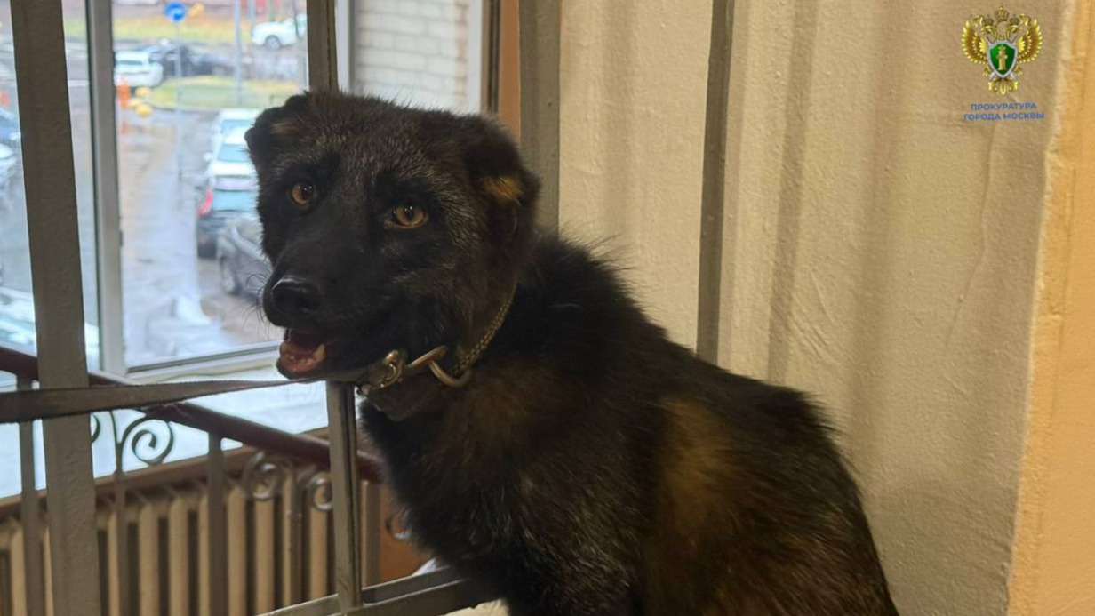 Правоохранители спасли в Москве лисенка Нильса от незаконных хозяев