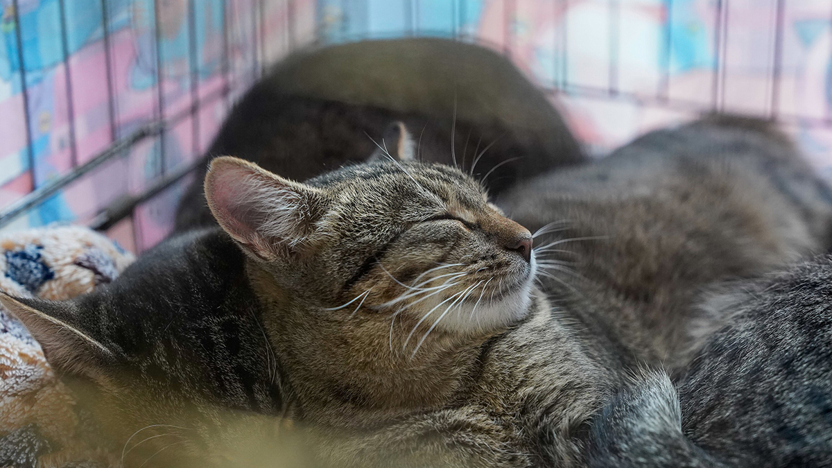 Сервис «Моспитомец» станет хорошим помощником для владельцев домашних животных