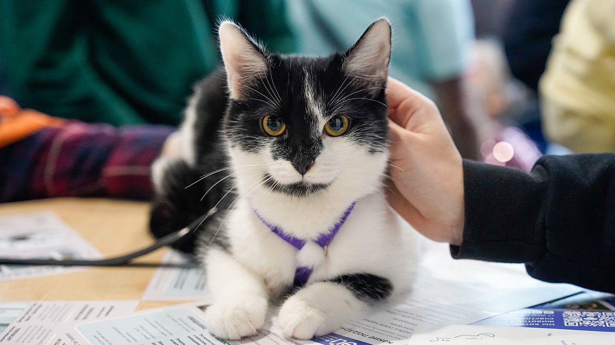 Сервис «Моспитомец» помог десяткам кошек и собак обрести новый дом