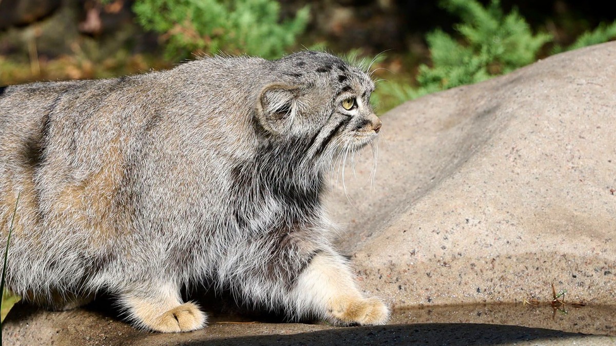 Зрители трансляций из Московского зоопарка могут проверить знания о манулах