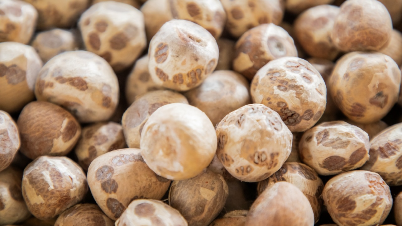 Российские школьники массово скупают азиатский орех из-за опьяняющего эффекта