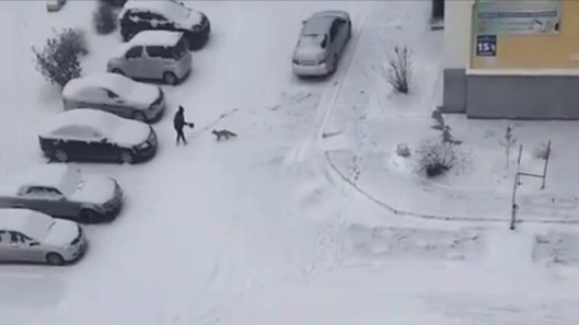 «112»: Девушке пришлось отбиваться от дикой лисы в Новосибирске