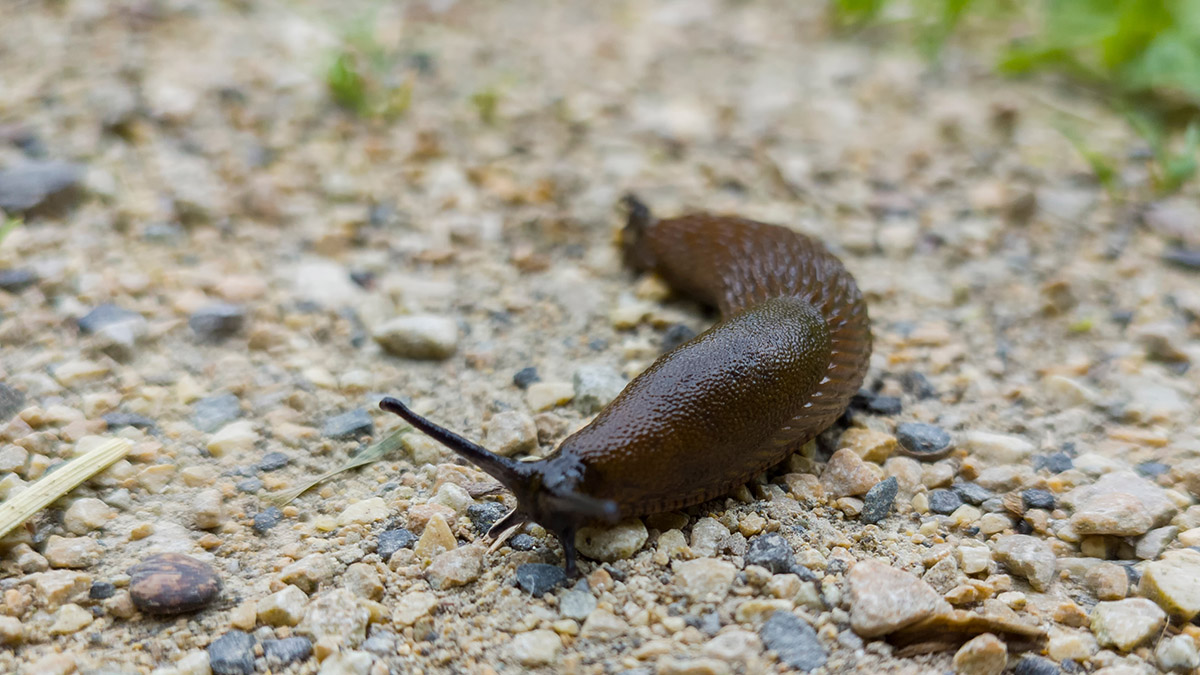 Юноша в Австралии впал в кому после того, как на спор съел слизняка