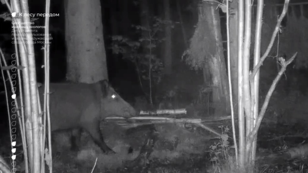 Москвичей предупредили об агрессивных кабанах