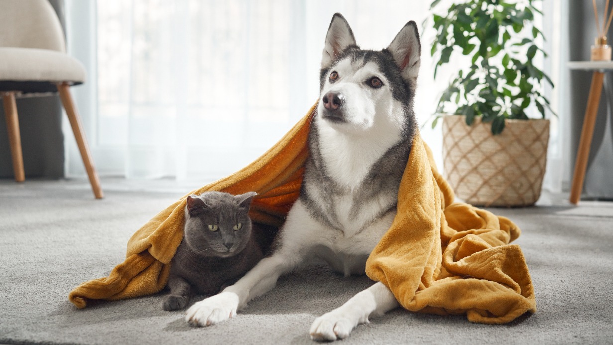 Сердечный приступ у домашнего питомца: симптомы, почему возникает, как избежать