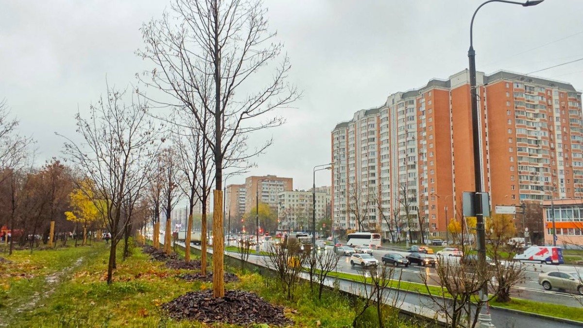 Более 700 деревьев высадят в рамках благоустройства на Щелковском шоссе