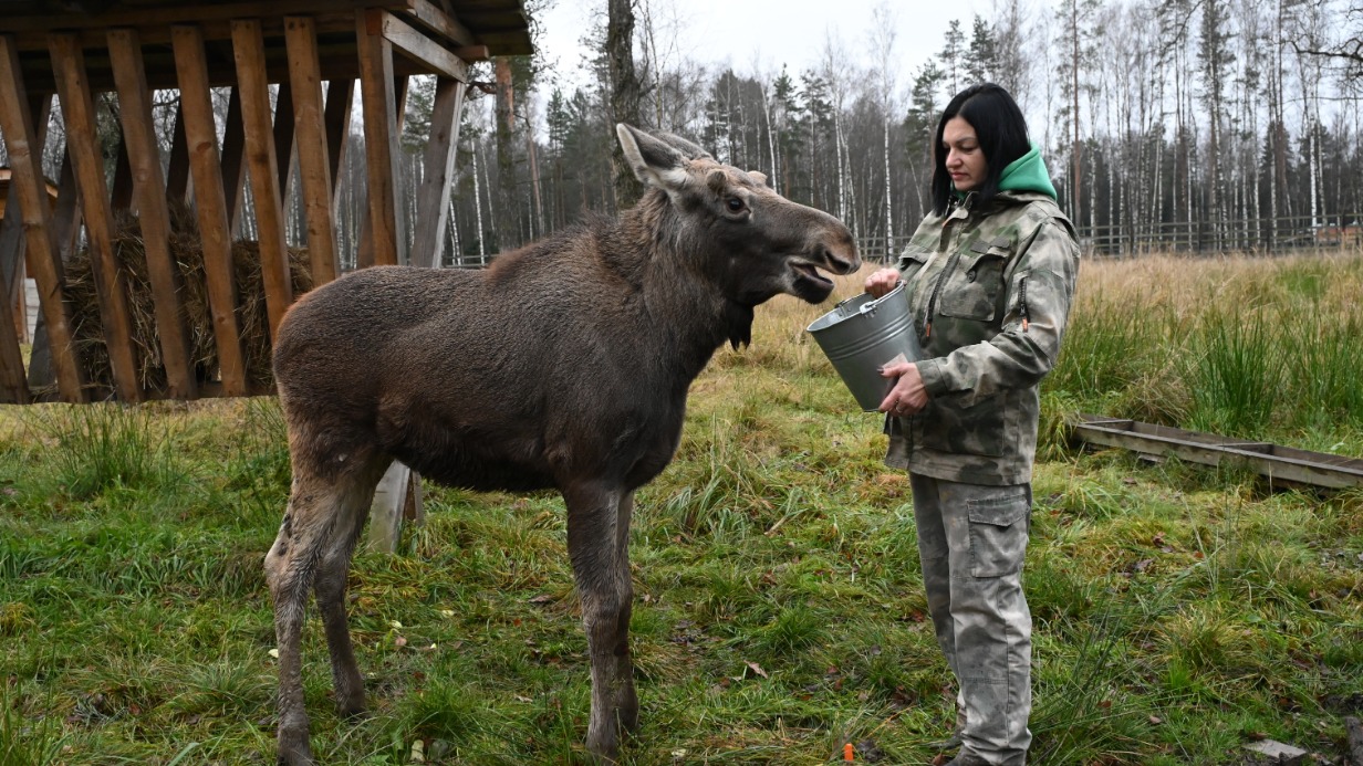 Сотрудница нацпарка «Лосиный Остров» Ирина Муштакова с лосенком Федей