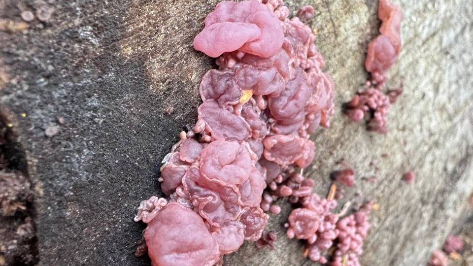 Редкий гриб, похожий на сырое мясо, обнаружили в «Лосином острове»