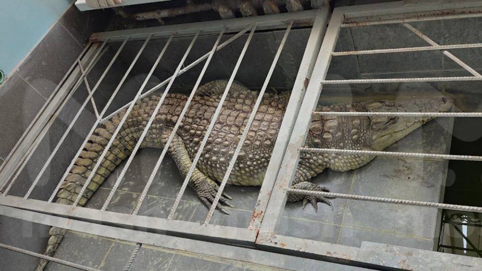 Редакцию обнинской телекомпании обвинили в живодерстве из-за талисмана-крокодила