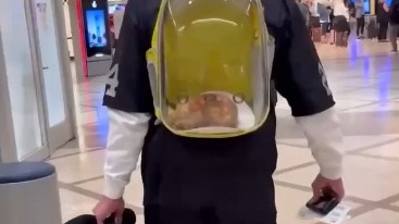 Мужчина пронес на борт жареную курицу как питомца «для эмоциональной поддержки»