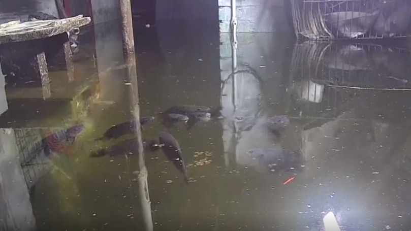 Кемеровчанка развела карпов в затопленном подвале дома