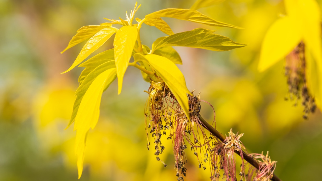 Почему в Москве решили вырубить все ясенелистные клены