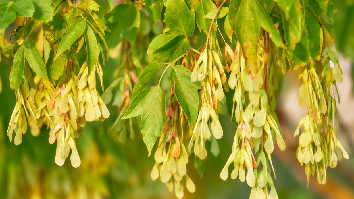 Россиянам грозит штраф до 700 тысяч рублей за отказ от вырубки американского клена