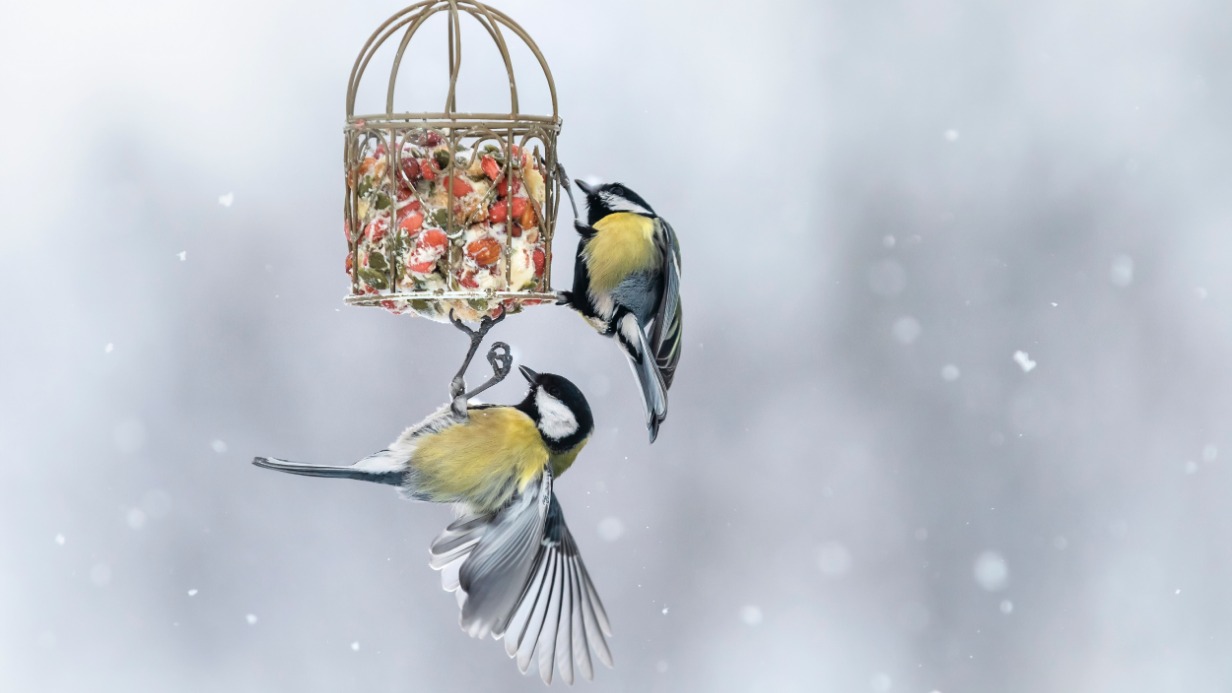 Как помочь птицам пережить холода: чем кормить птиц