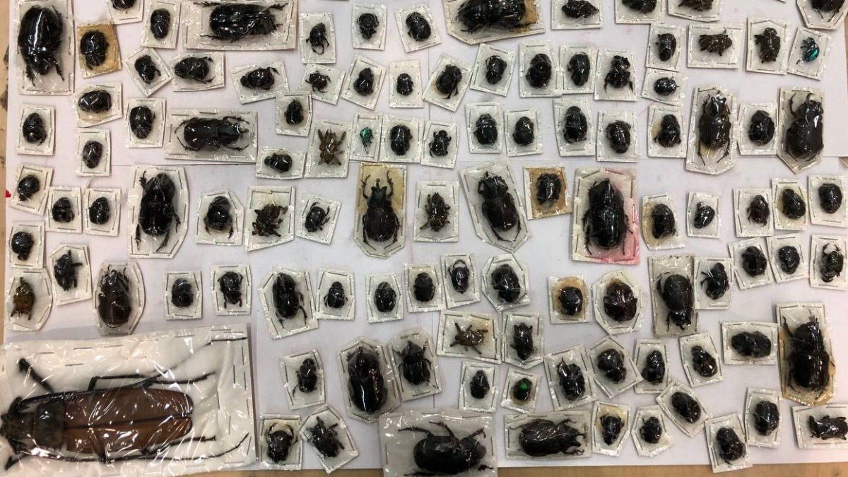 Московские таможенники нашли 200 сушеных жуков в посылке из Перу