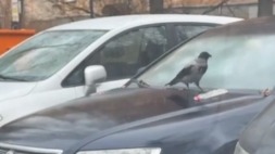 В Москве сняли ворону, которая научилась кататься на «скейтборде» из бутылки