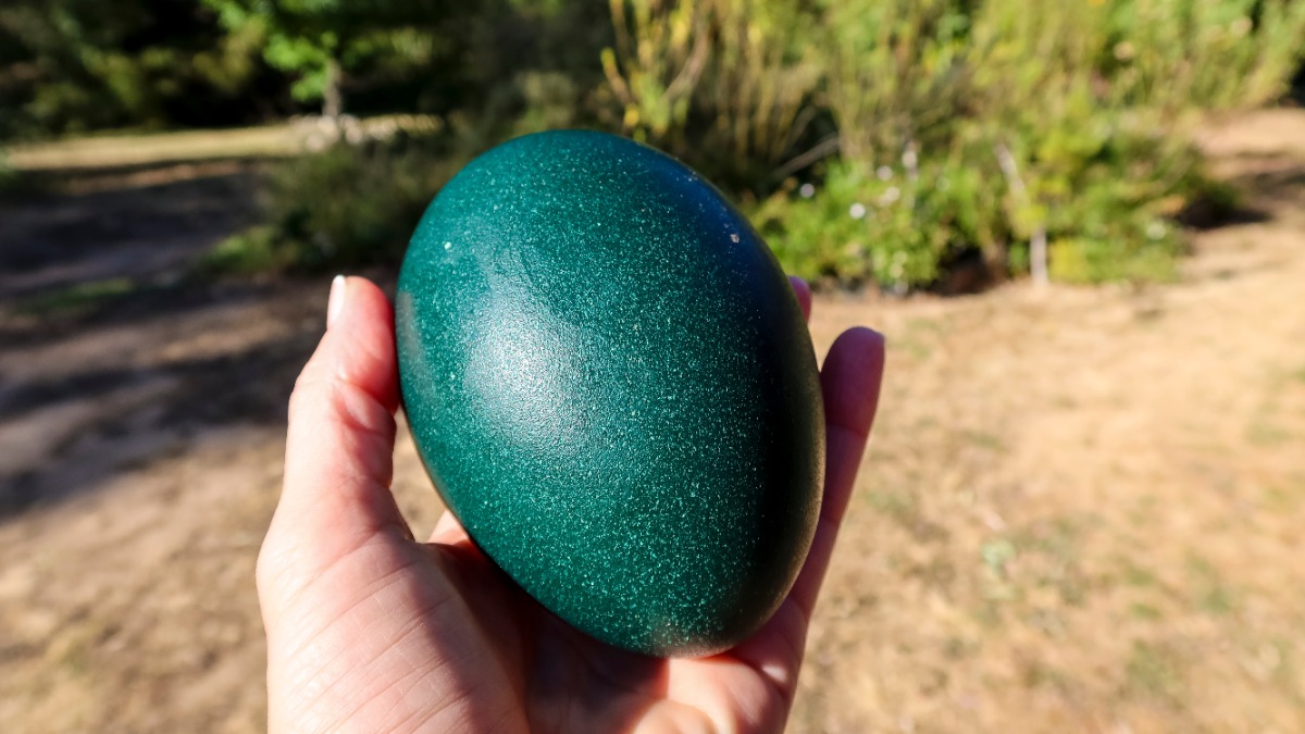 Британка случайно заказала в Сети яйцо и вырастила птицу ростом с человека