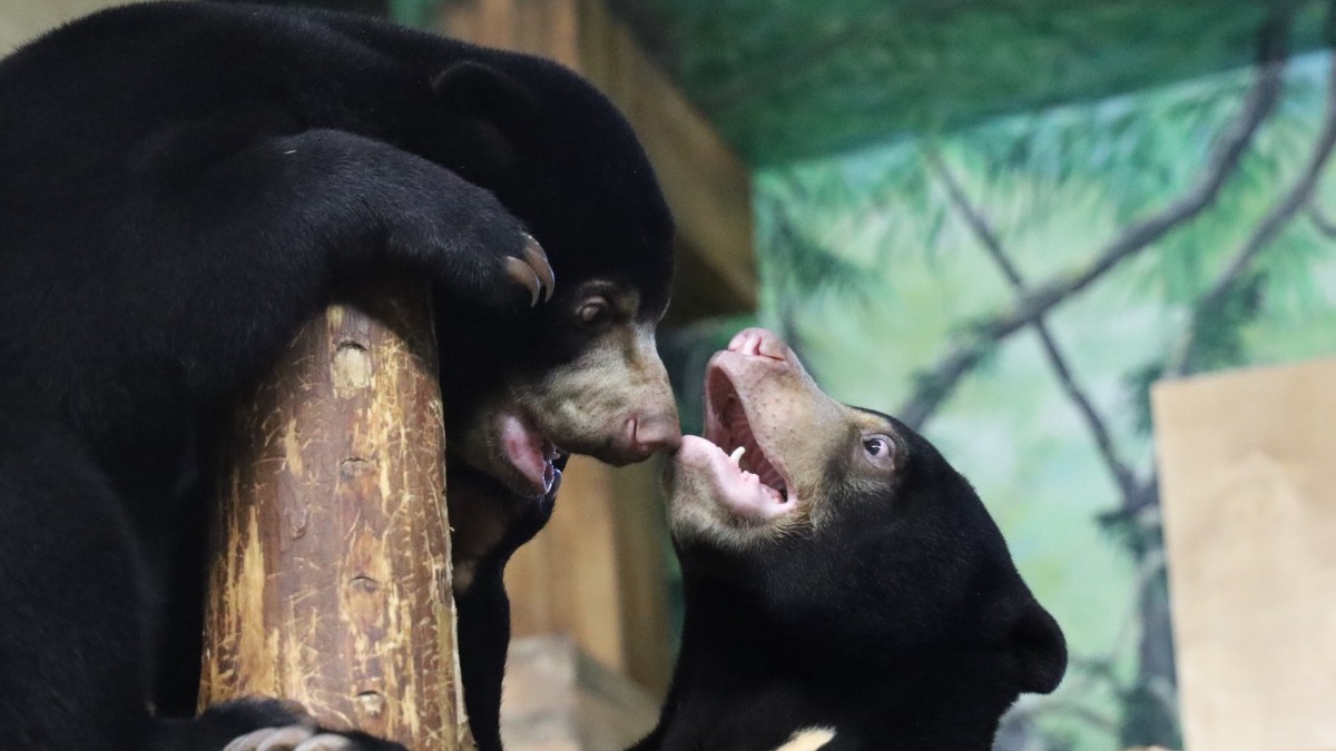 Смотреть на малайских медвежат в Московском зоопарке теперь можно дольше