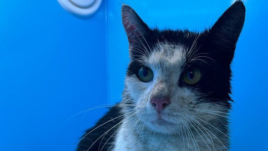 Кота, застрявшего на набережной канала Грибоедова, спасли в Санкт-Петербурге