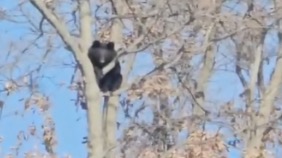 Медведь вторые сутки сидит на дереве возле деревни в Приморском крае