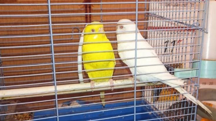 Спасатели вынесли из огня в Подмосковье двух попугаев, кошку и двух пенсионерок