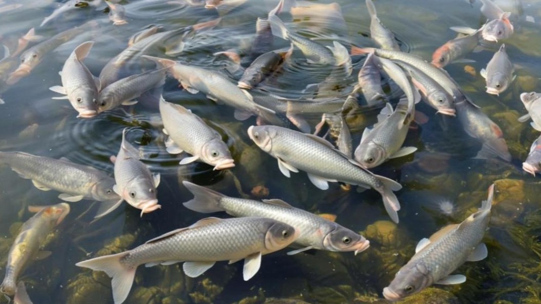 Белгородские чиновники отчитались о работе с помощью сгенерированных ИИ карпов