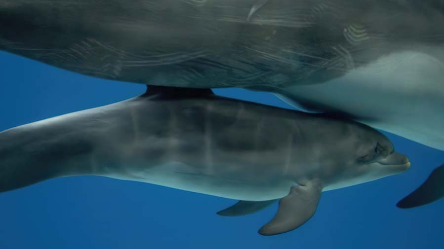 Москвичи выбрали имя для дельфиненка из «Москвариума»