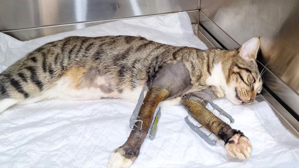 Московские ветеринары прооперировали кота Тибета, упавшего с четвертого этажа