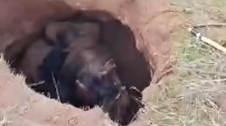 В Сети показали кадры с провалившейся в средневековый склеп лошадью