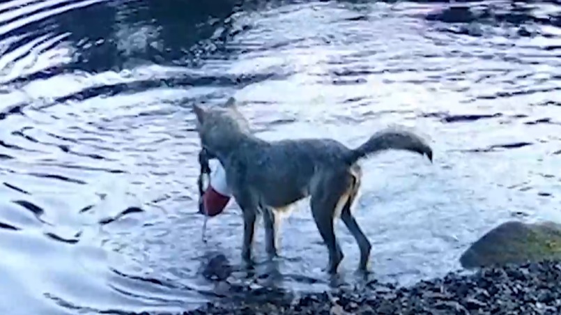 Дикие волки в Канаде научились ловить рыбу сетью