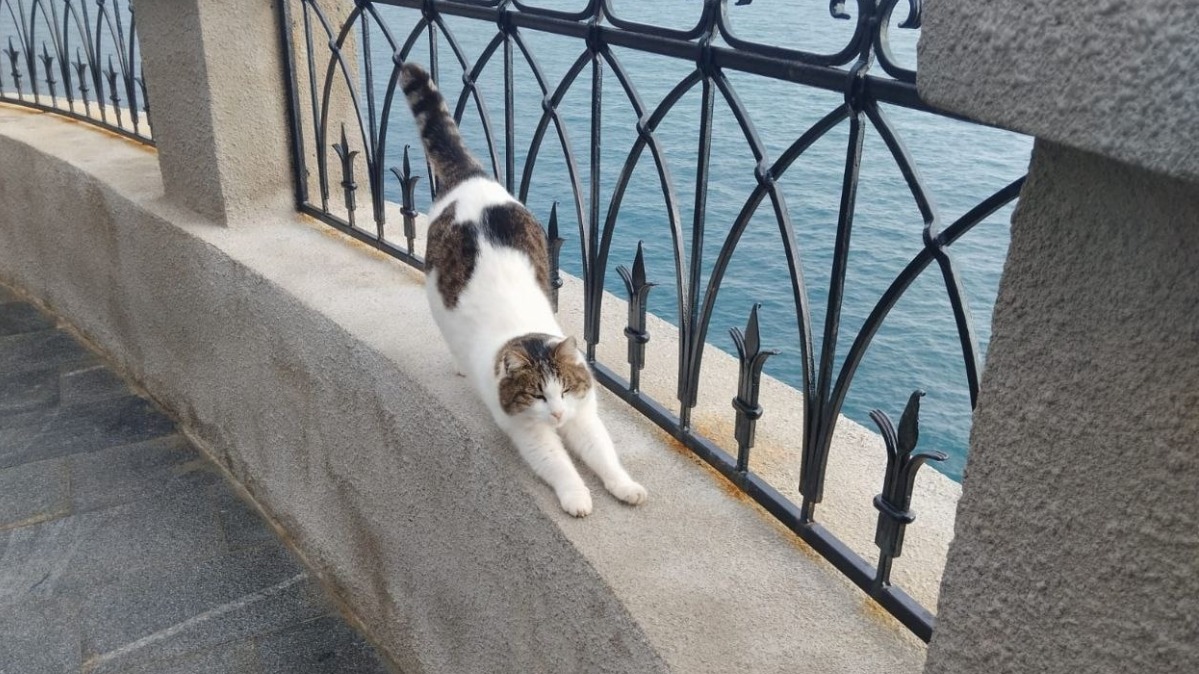 Выброшенная из «Ласточкиного гнезда» кошка Муся полностью оправилась от падения