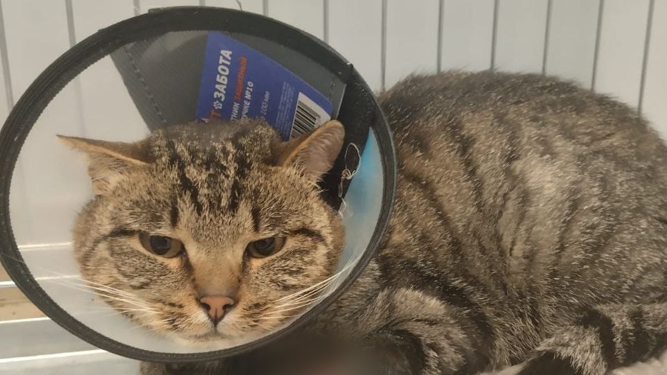 Попавшего в капкан кота спасли и вылечили в Подмосковье