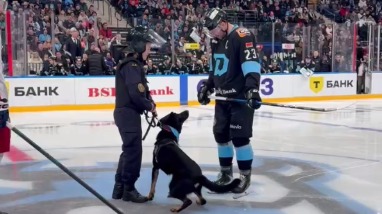 Служебная собака МВД укусила капитана «Динамо» перед матчем КХЛ в Минске