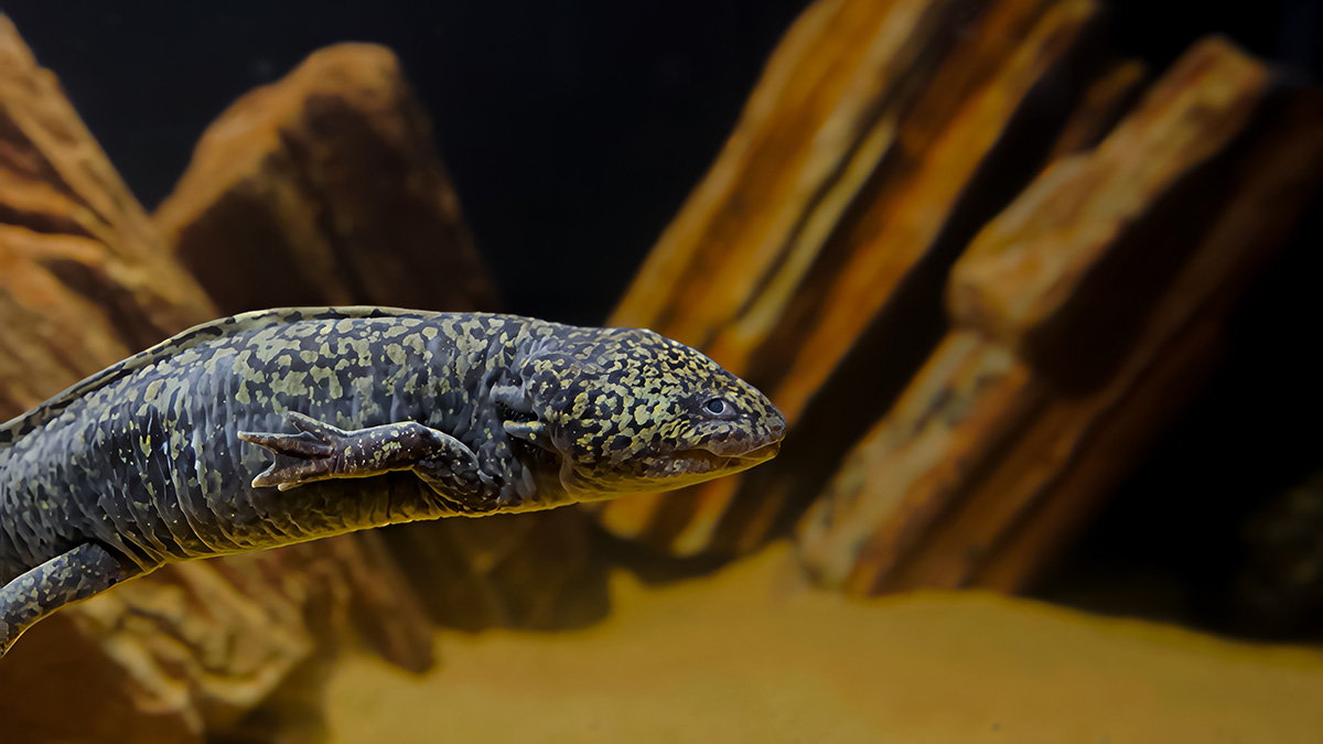 Аксолотль черно-золотого окраса поселился в «Москвариуме»