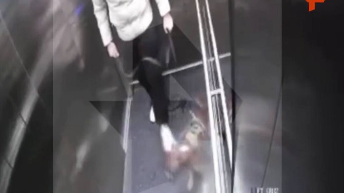 Мужчина избил собаку в лифте дома в Подмосковье