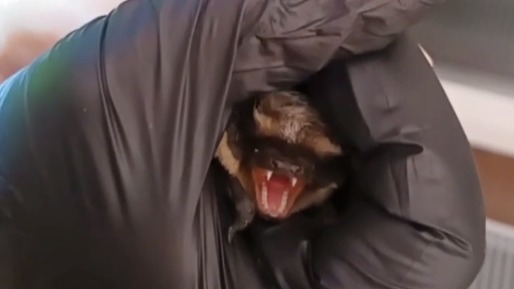 Семья москвичей два дня ждала, пока летучая мышь вылетит из их квартиры