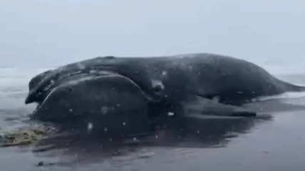 Мертвого японского кита с веревкой в пасти выбросило на берег Камчатки