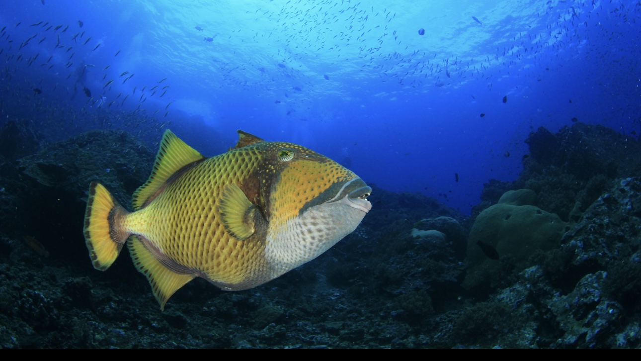 Рыба-триггер дважды набросилась на россиянина на Мальдивах