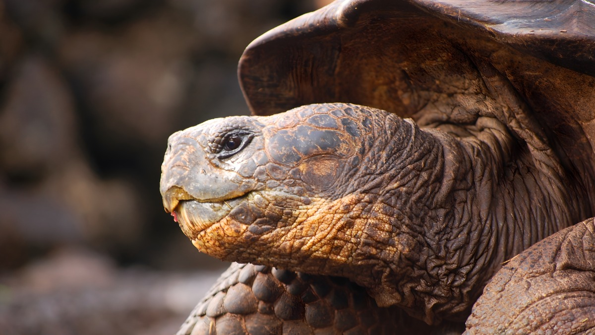 «Королева зоопарка»: пережившая две мировые войны черепаха умерла в 141 год в США